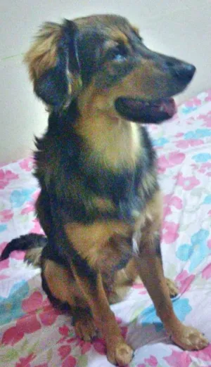 Cachorro raça Srd idade 7 a 11 meses nome Jony
