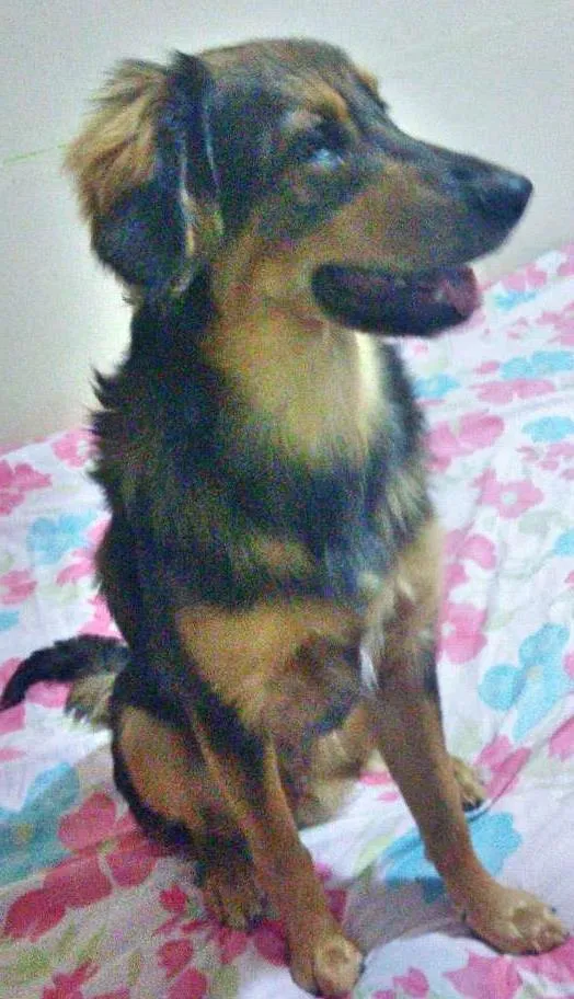 Cachorro ra a Srd idade 7 a 11 meses nome Jony