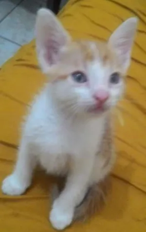 Gato raça  idade Abaixo de 2 meses nome sem nome