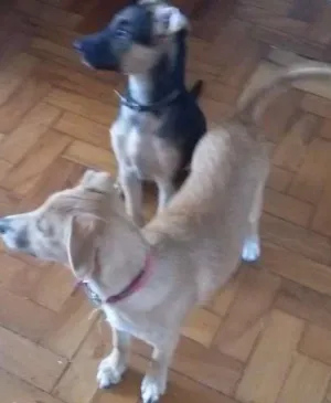 Cachorro raça Srd idade 7 a 11 meses nome Lia e Chewie