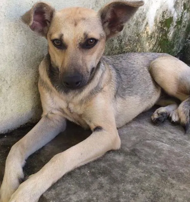 Cachorro ra a SRD idade 7 a 11 meses nome Sofia