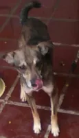 Caruncho