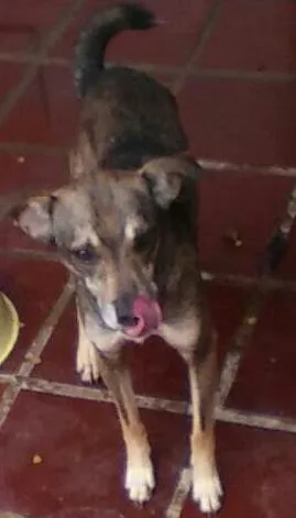 Cachorro ra a SRD idade 3 anos nome Caruncho