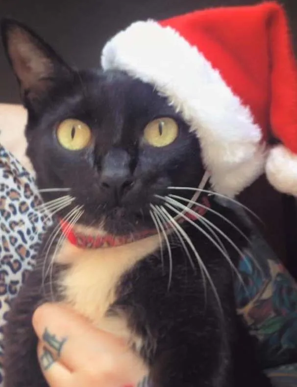 Gato ra a  idade 6 ou mais anos nome Meg
