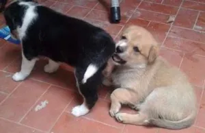 Cachorro raça SRD idade Abaixo de 2 meses nome sem nome