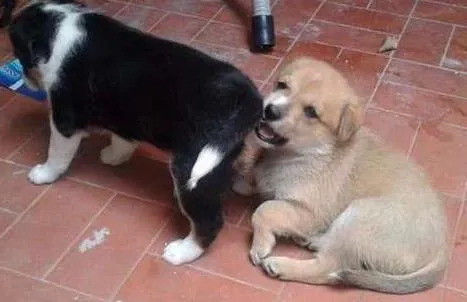 Cachorro ra a SRD idade Abaixo de 2 meses nome sem nome