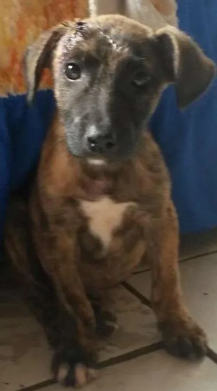 Cachorro ra a SRD idade 2 a 6 meses nome Raposinha