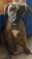 Raposinha