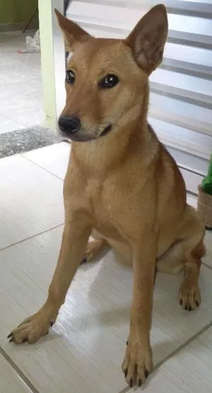 Cachorro raça Chow Chow / SRD idade 2 a 6 meses nome Suzy