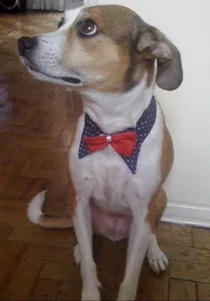 Cachorro raça SRD idade 5 anos nome Thor