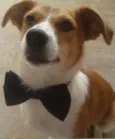 Teddy
