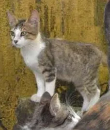 Gato raça srd idade 1 ano nome Trigrinho