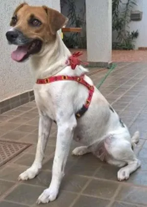 Cachorro raça SDR idade 2 anos nome Nina