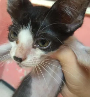 Gato raça misturado idade 2 a 6 meses nome Frederico 