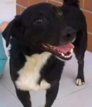 Cachorro raça SRD idade 2 anos nome Billy