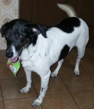 Cachorro raça Srd  idade 2 anos nome Socorro 