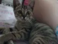 Titica