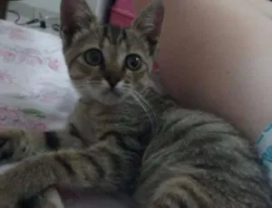 Gato raça SRD idade Abaixo de 2 meses nome Titica