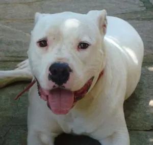 Gato raça Boxer idade 5 anos nome Branco