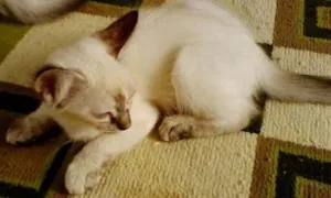 Gato raça viralata idade 2 a 6 meses nome NINA