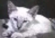 Gato raça  idade 2 a 6 meses nome Linda