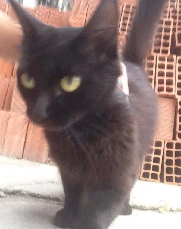 Gato ra a  idade 7 a 11 meses nome Pretinha