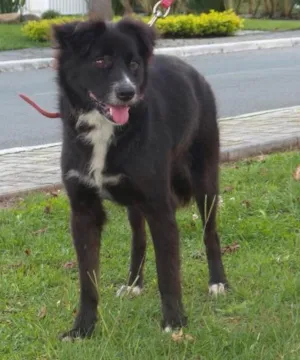 Cachorro raça S.R.D idade 1 ano nome Margarida