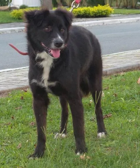 Cachorro ra a S.R.D idade 1 ano nome Margarida
