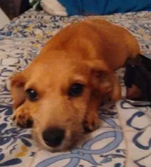 Cachorro raça RND idade 2 a 6 meses nome Saú