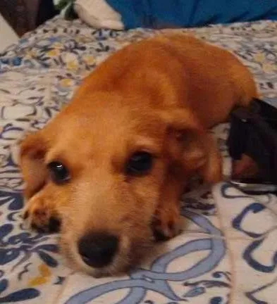 Cachorro ra a RND idade 2 a 6 meses nome Saú
