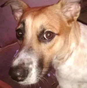 Cachorro raça Vira Lata idade 2 anos nome Nina