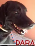 Cachorro raça Labrador idade 3 anos nome Dara