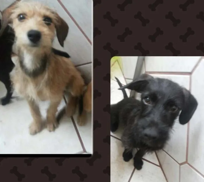 Cachorro ra a Viralatas idade 7 a 11 meses nome Grafite / Mel
