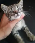 Gata 