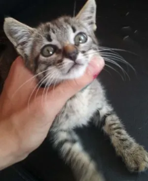 Gato raça SRD idade 2 a 6 meses nome Gata 