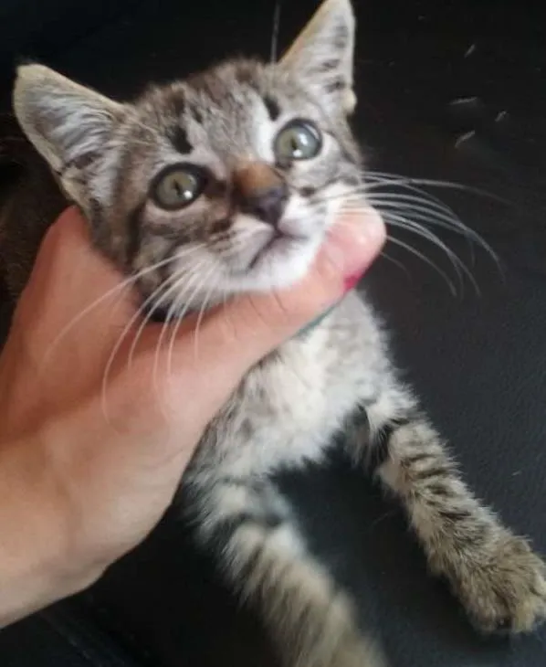 Gato ra a SRD idade 2 a 6 meses nome Gata 