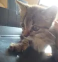 Gata 