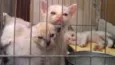 Gatinhos