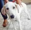 Cachorro raça srd idade  nome Snopy