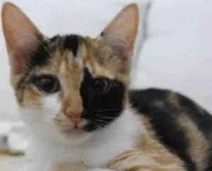 Gato raça vira-lata idade 2 a 6 meses nome não tem