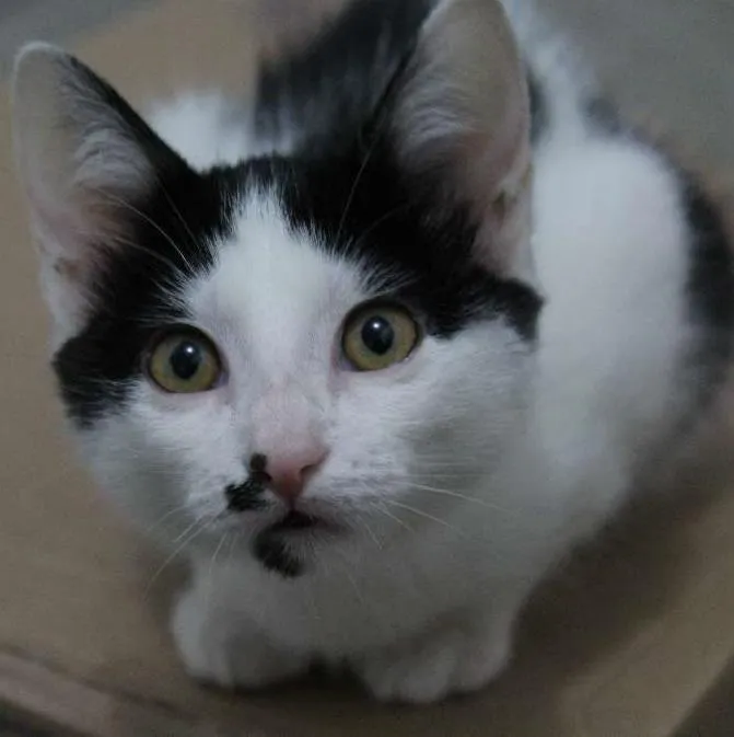 Gato ra a vira-lata idade 2 a 6 meses nome Eleonora