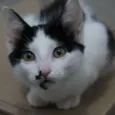 Eleonora