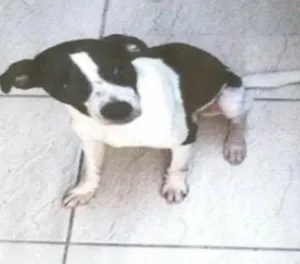 Cachorro raça Srd idade 2 anos nome John