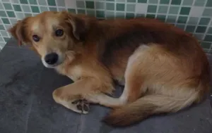 Cachorro raça Vira-lata idade  nome Pipoca