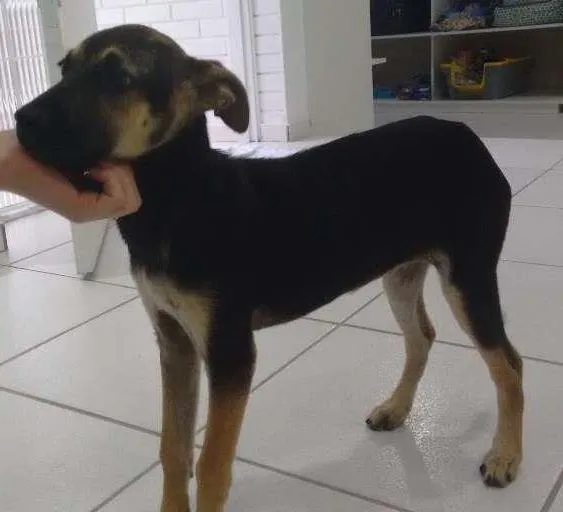Cachorro ra a Srd idade 2 a 6 meses nome Sem nome
