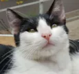 Nicolau