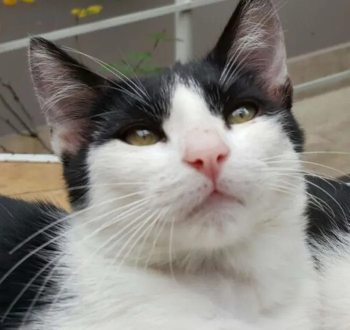 Gato ra a SRD idade 2 a 6 meses nome Nicolau