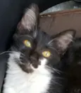Ludovico