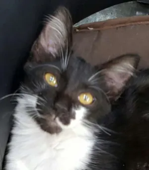 Gato raça SRD idade 2 a 6 meses nome Ludovico