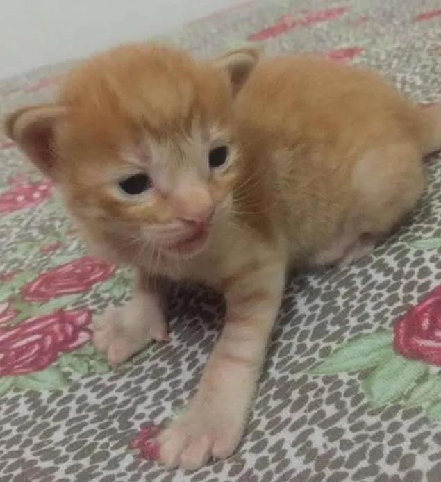 Gato ra a srd idade Abaixo de 2 meses nome filhotinhos 